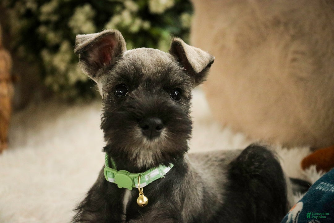 Miniature Schnauzer dogs for sale: Miles - Ad 6