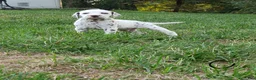Dalmatian dogs for sale: Otto - Ad 1