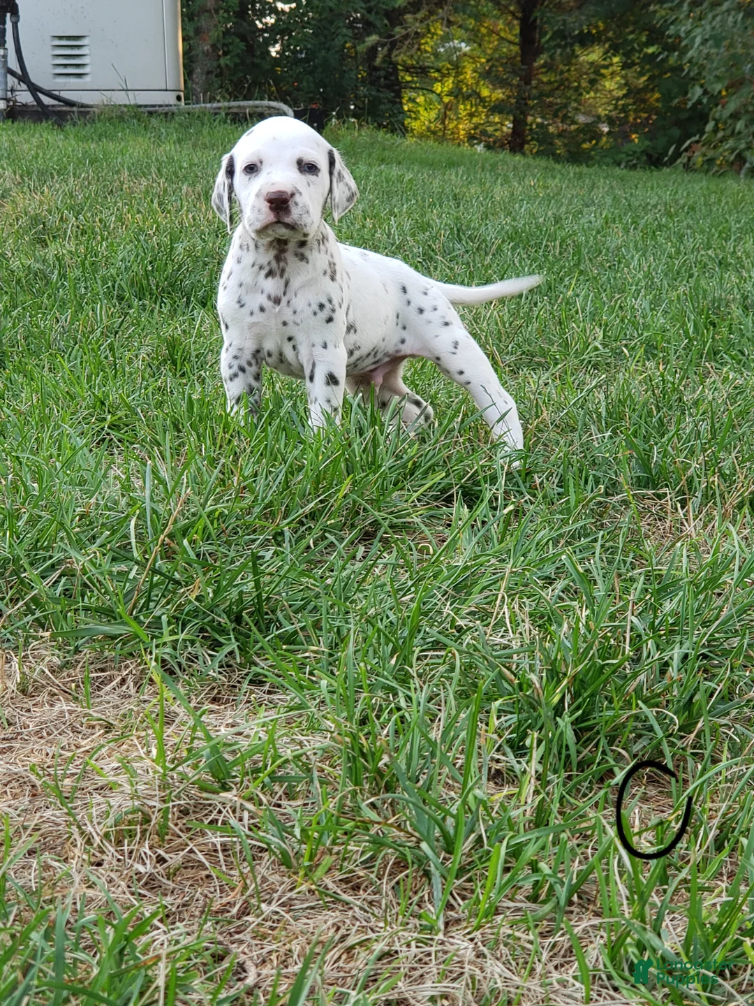 Dalmatian dogs for sale: Otto - Ad 1