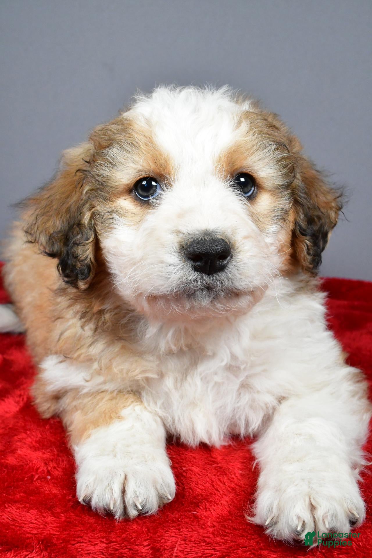 Aussiedoodle dogs for sale: Cassie - Ad 2