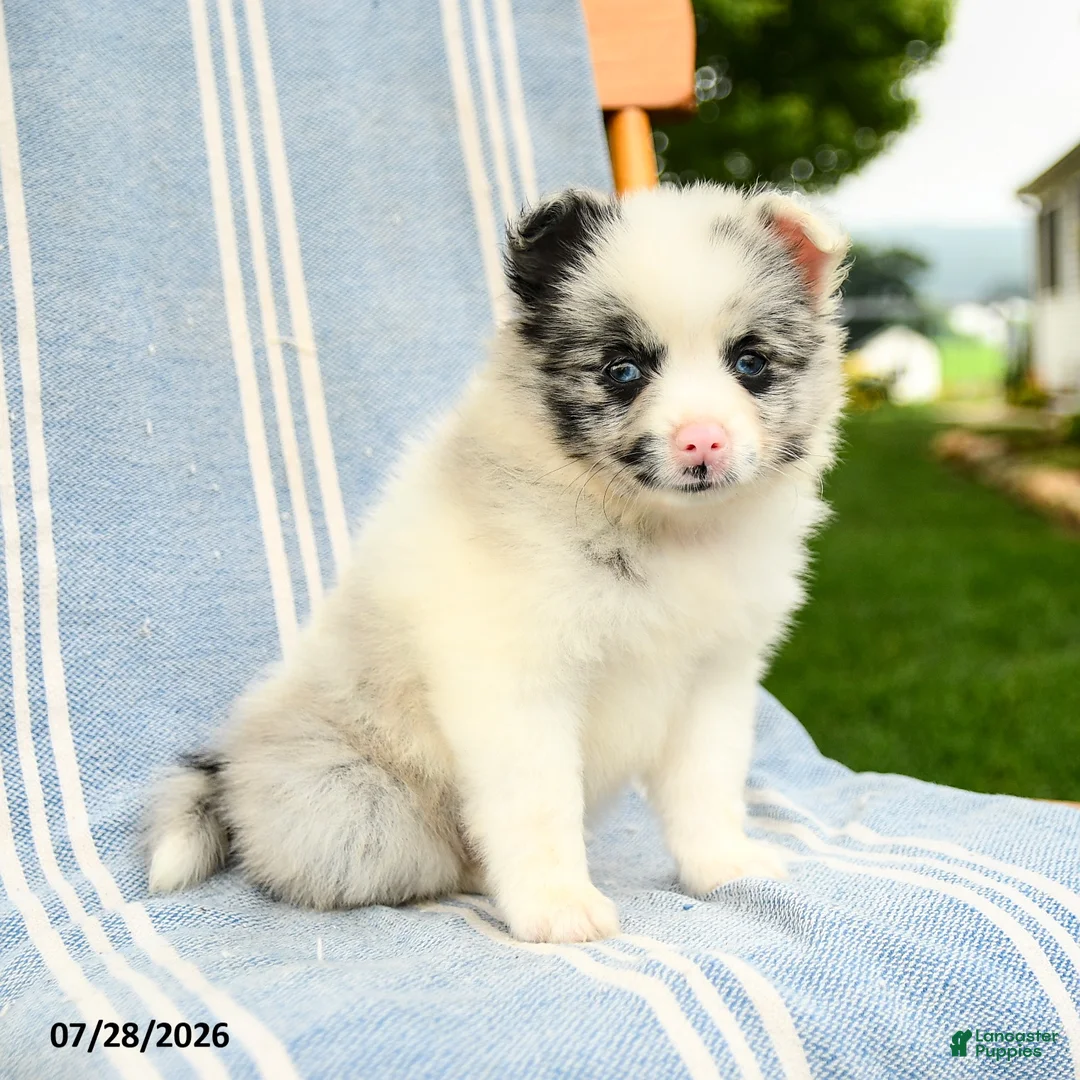 Pomeranian dogs for sale: Maddie - Ad 1