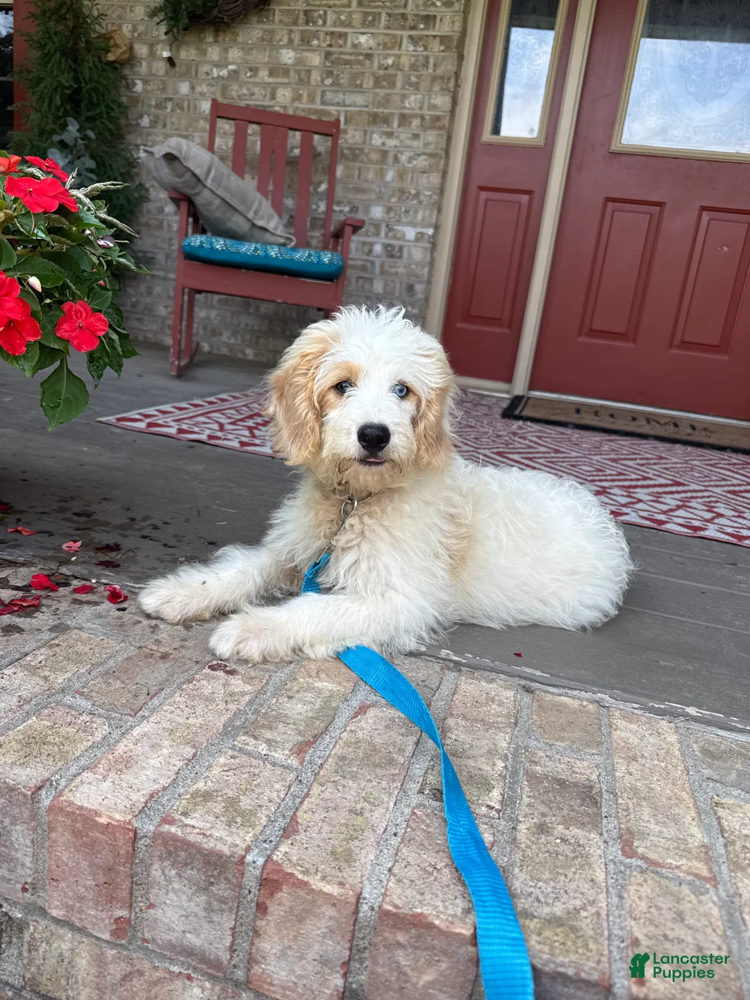 Mini Bernedoodle dogs for sale: Bee - Ad 2