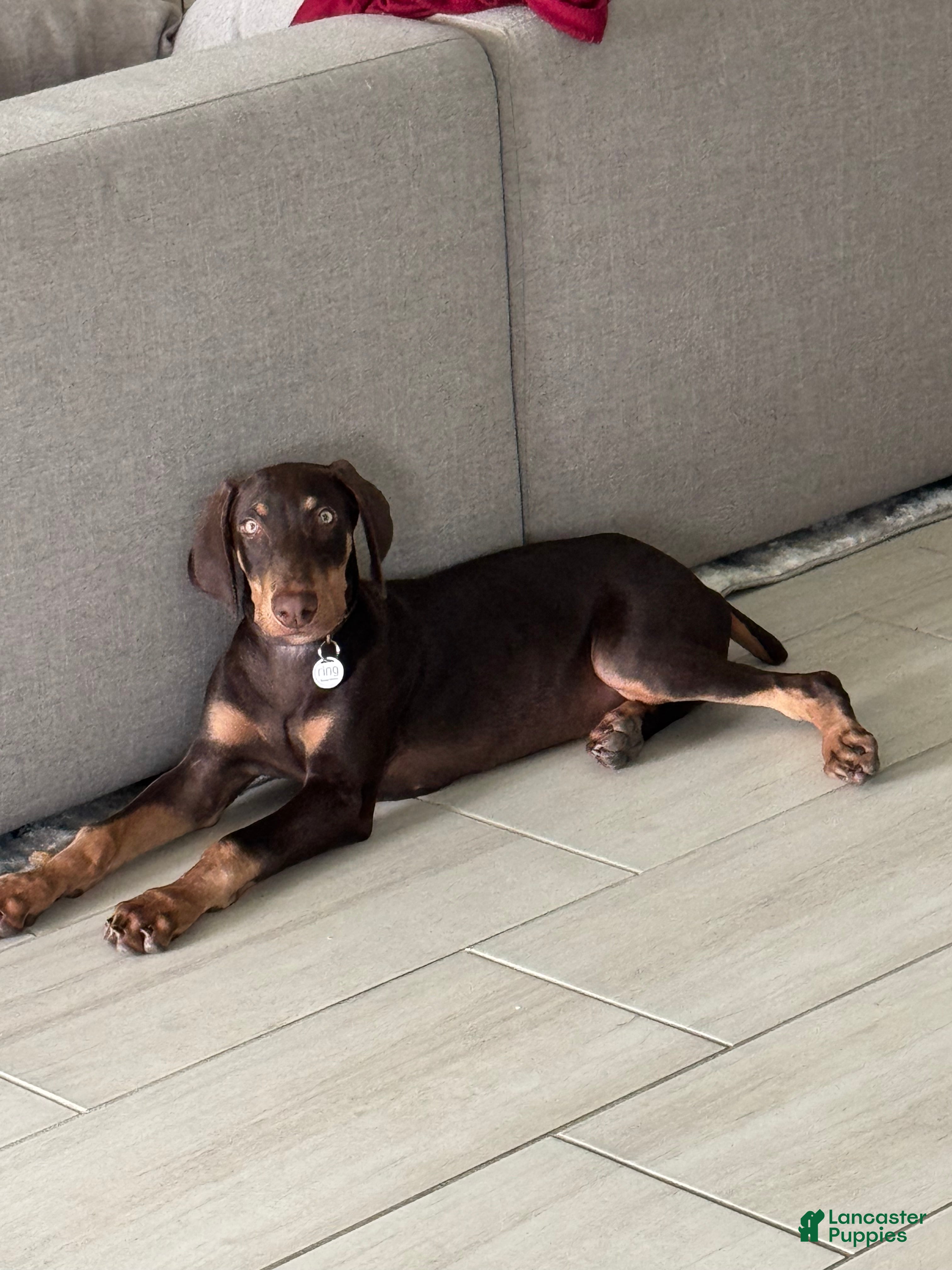 Doberman Pinscher dogs Doberman Pinscher 1 - Ad 10