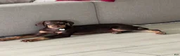 Doberman Pinscher dogs for sale: Doberman Pinscher 1 - Ad 1