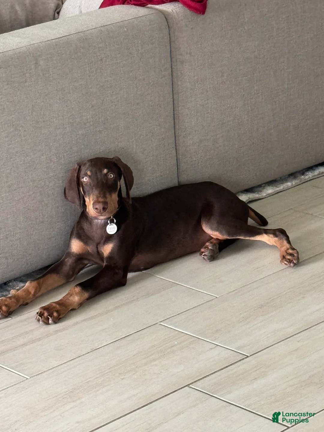 Doberman Pinscher dogs for sale: Doberman Pinscher 1 - Ad 1