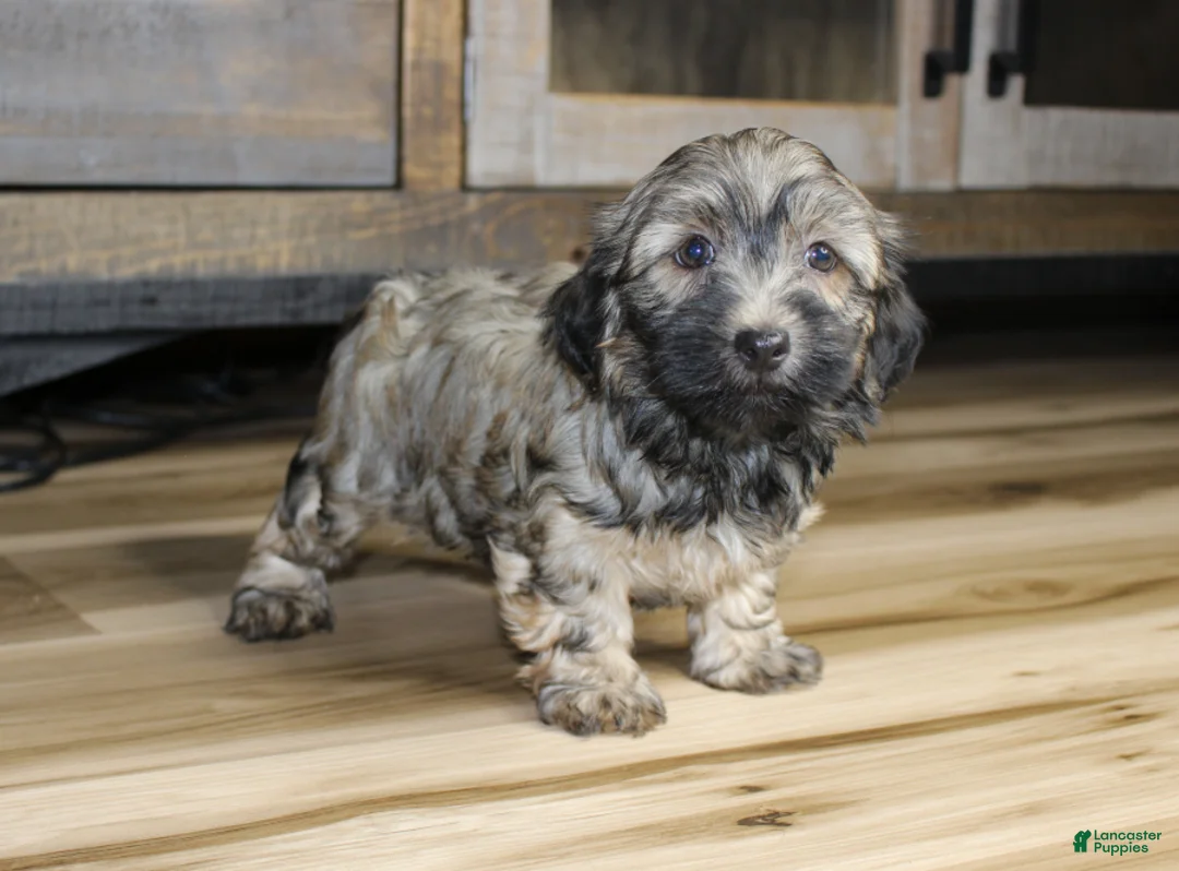 Havanese dogs for sale: Gi Gi - Ad 4