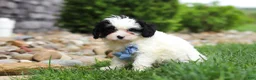 Cavapoo dogs for sale: Jackson - Ad 3