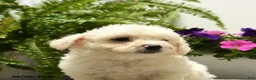 Bichon Frise dogs for sale: Craven - Ad 2