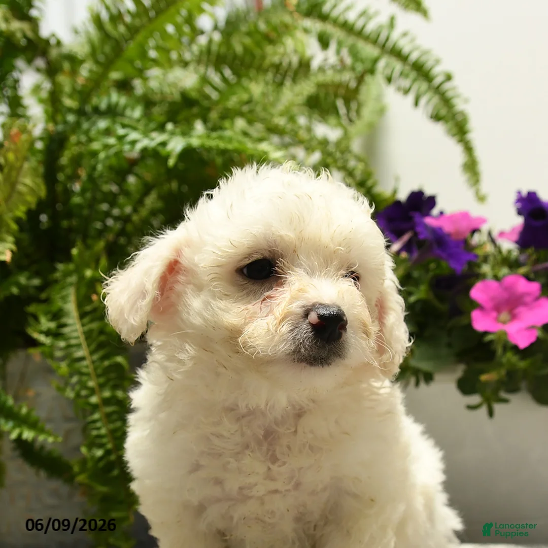 Bichon Frise dogs for sale: Craven - Ad 2
