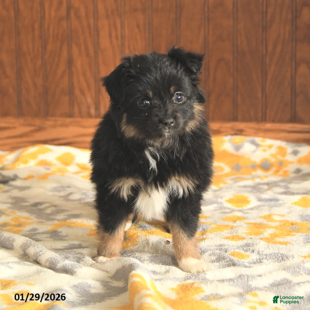 Toy Australian Shepherd dogs for sale: Lisa - Ad 2