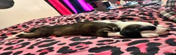 Mixed Breed dogs for sale: Mixed Breed 1 - Ad 7