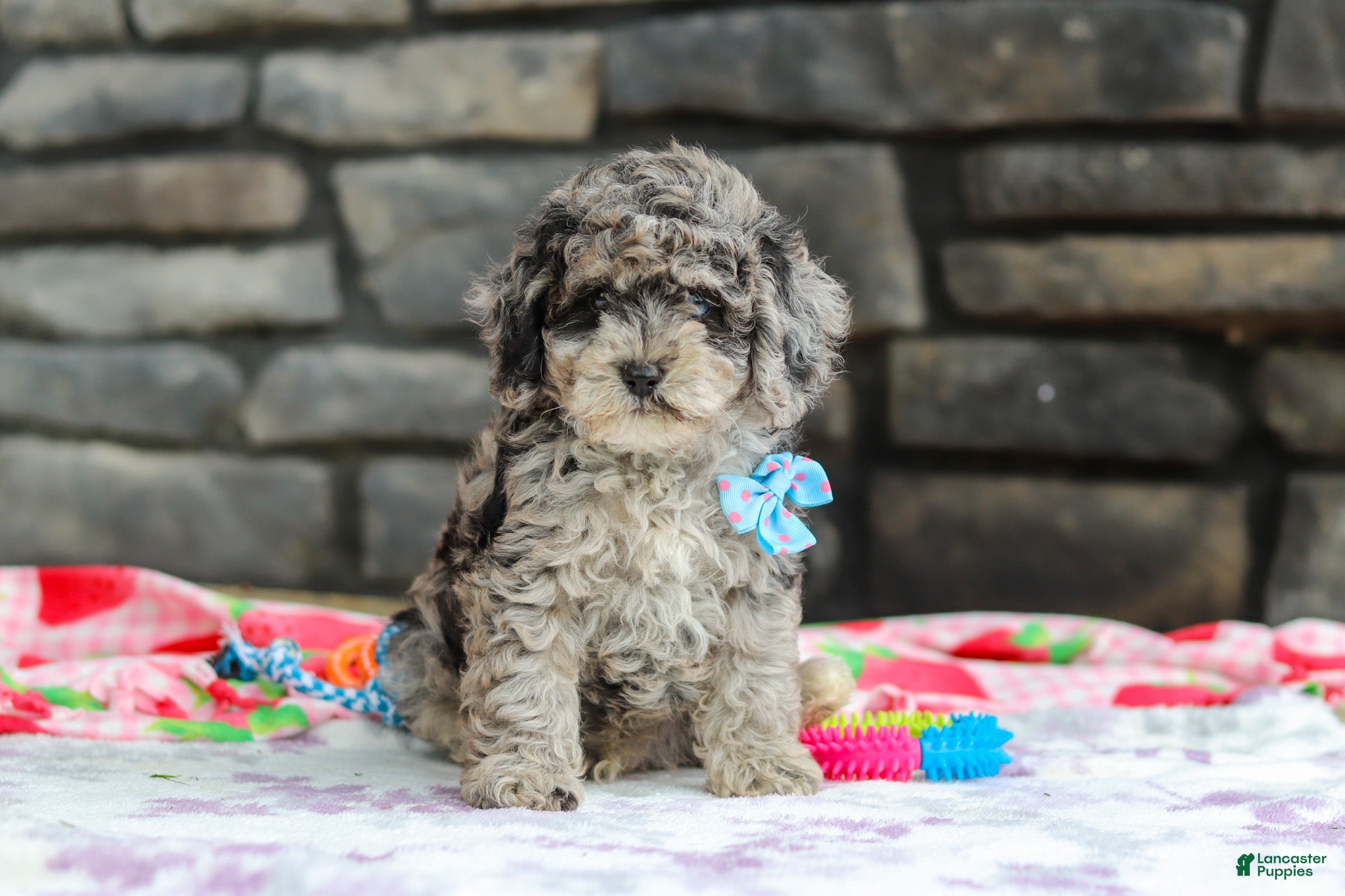 Miniature Poodle dogs Mason - Ad 2