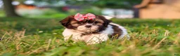 Shih Tzu dogs for sale: Rosie - Ad 8