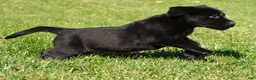 Labrador Retriever dogs for sale: Lacey - Ad 3