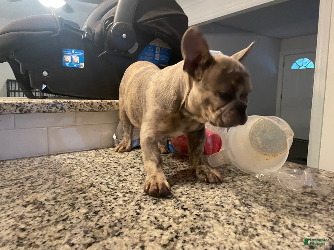 French Bulldog dogs for sale: French Bulldog Puppy 1 - Ad 4