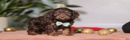 Cockapoo dogs for sale: Leo - Ad 4