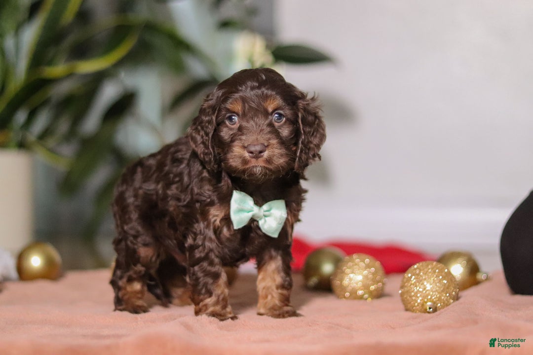 Cockapoo dogs for sale: Leo - Ad 4