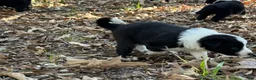 Border Collie dogs for sale: Nigella - Ad 7
