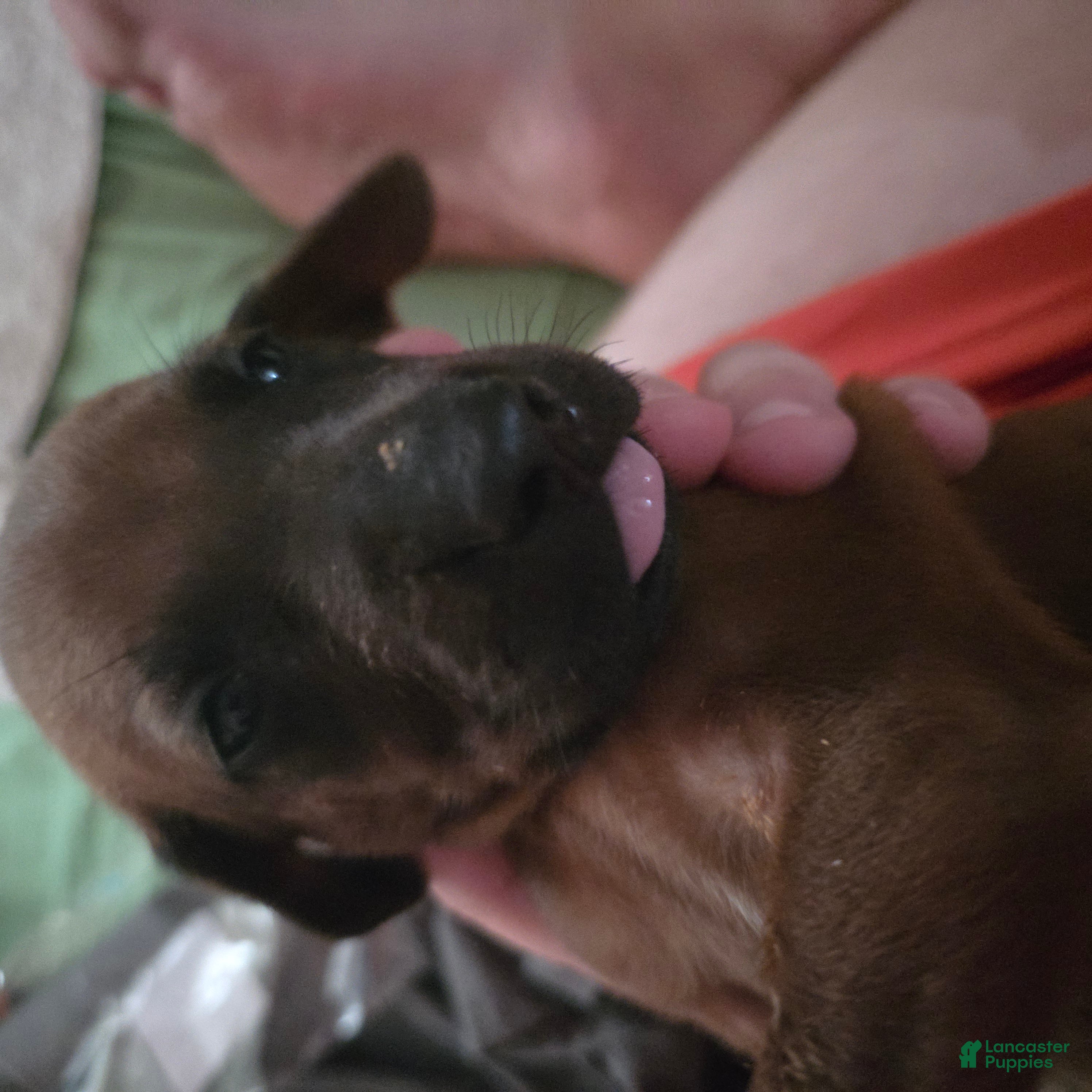 Redbone Coonhound dogs Redbone Coonhound 3 - Ad 3