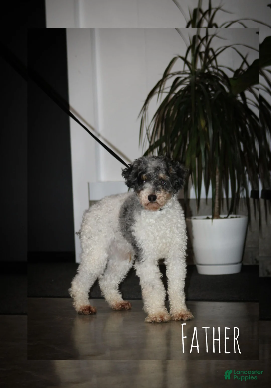 Cavapoo dogs for sale: Brice - Ad 7