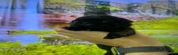 Pug dogs for sale: Nicky - Ad 5