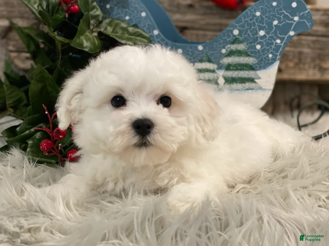 Bichon Frise dogs for sale: Ellis - Ad 4