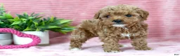 Toy Poodle dogs for sale: Cameron-CLEAR GENETIC TEST - Ad 3