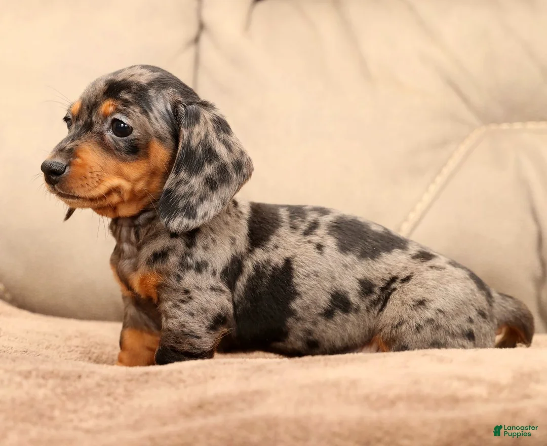 Miniature Dachshund dogs for sale: Indigo - Ad 5