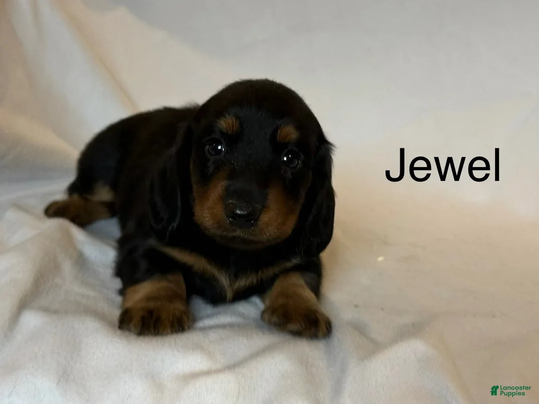 Miniature Dachshund dogs for sale: Jewel - Ad 1