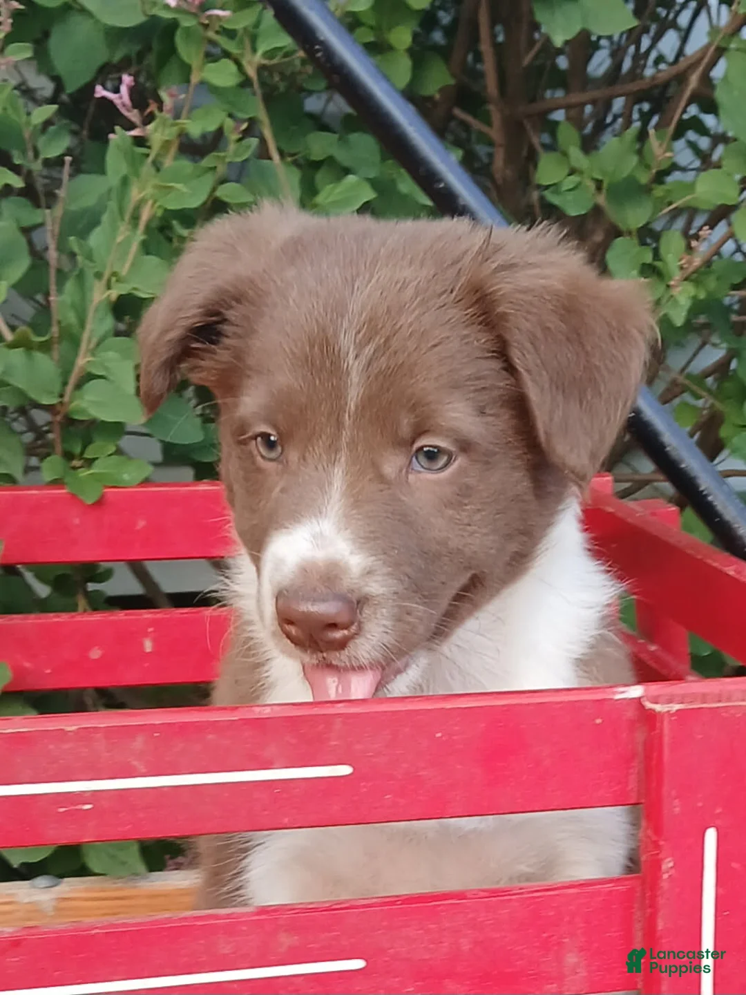 Border Collie dogs for sale: Velvet - Ad 1