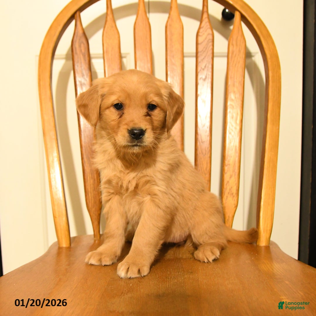 Golden Retriever dogs for sale: Buttercup - Ad 3