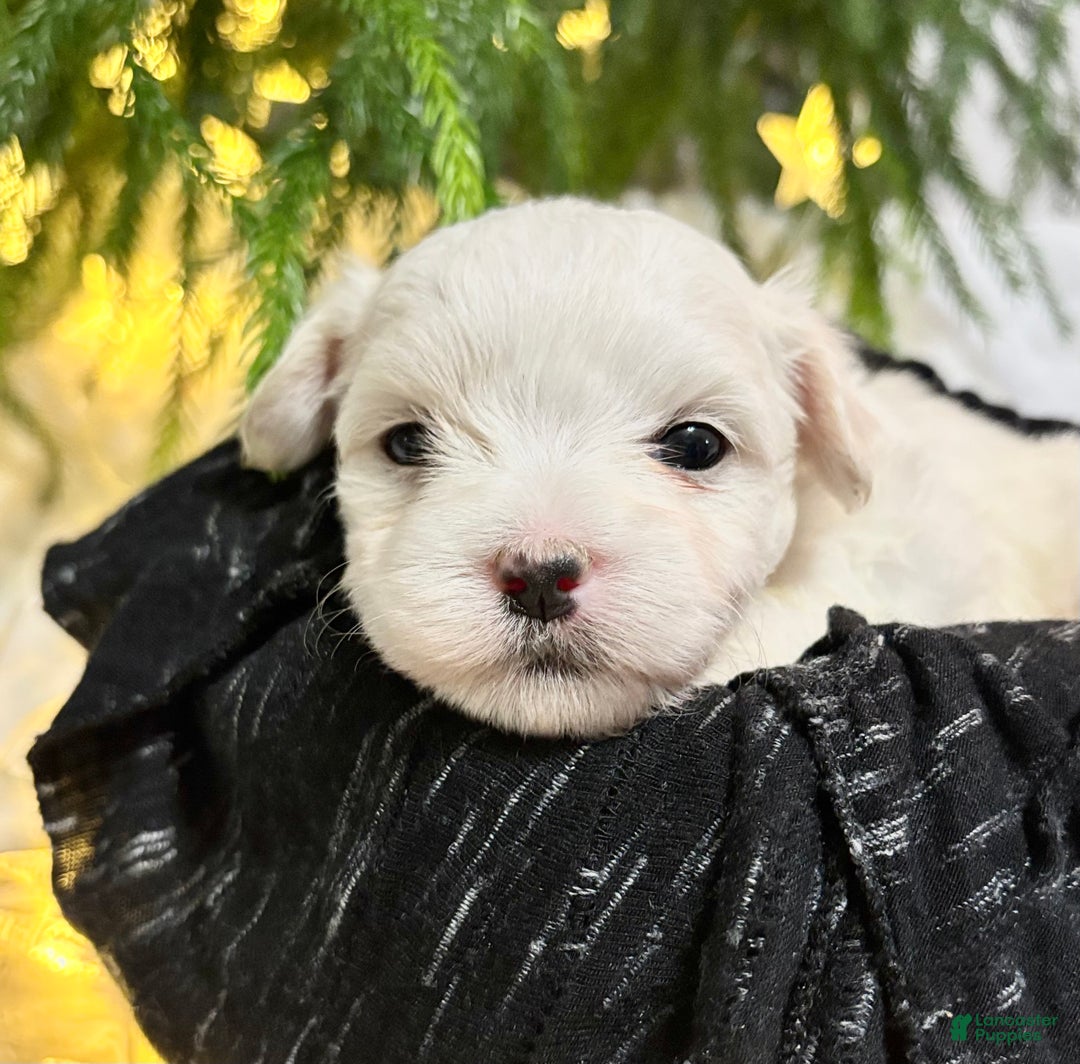 Maltese dogs for sale: Chloe - Ad 7