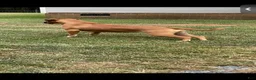 South African Boerboels dogs for sale: Sancho - Ad 7