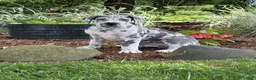 Great Dane dogs for sale: Petunia Great Dane  - Ad 12