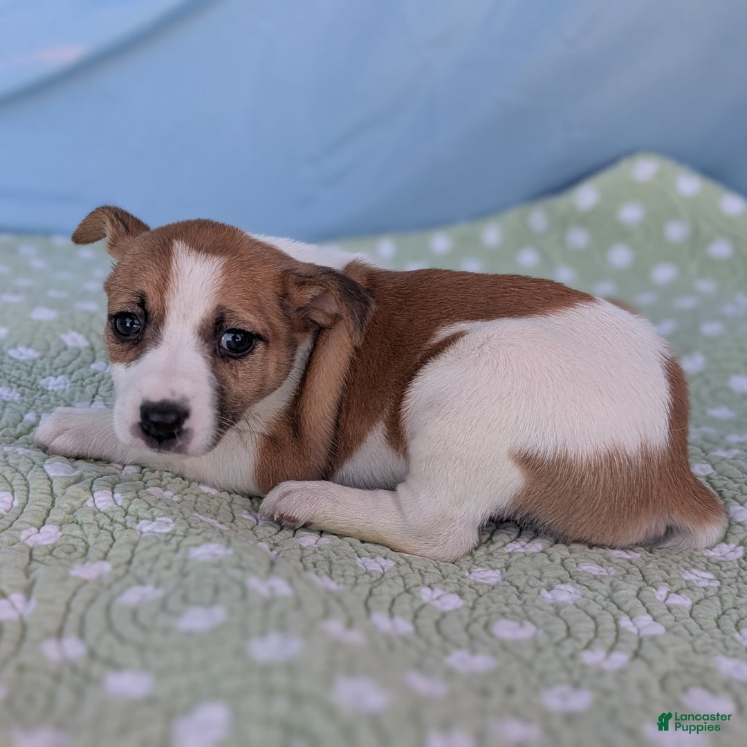 Rat Terrier dogs for sale: Cinnamon - Ad 7
