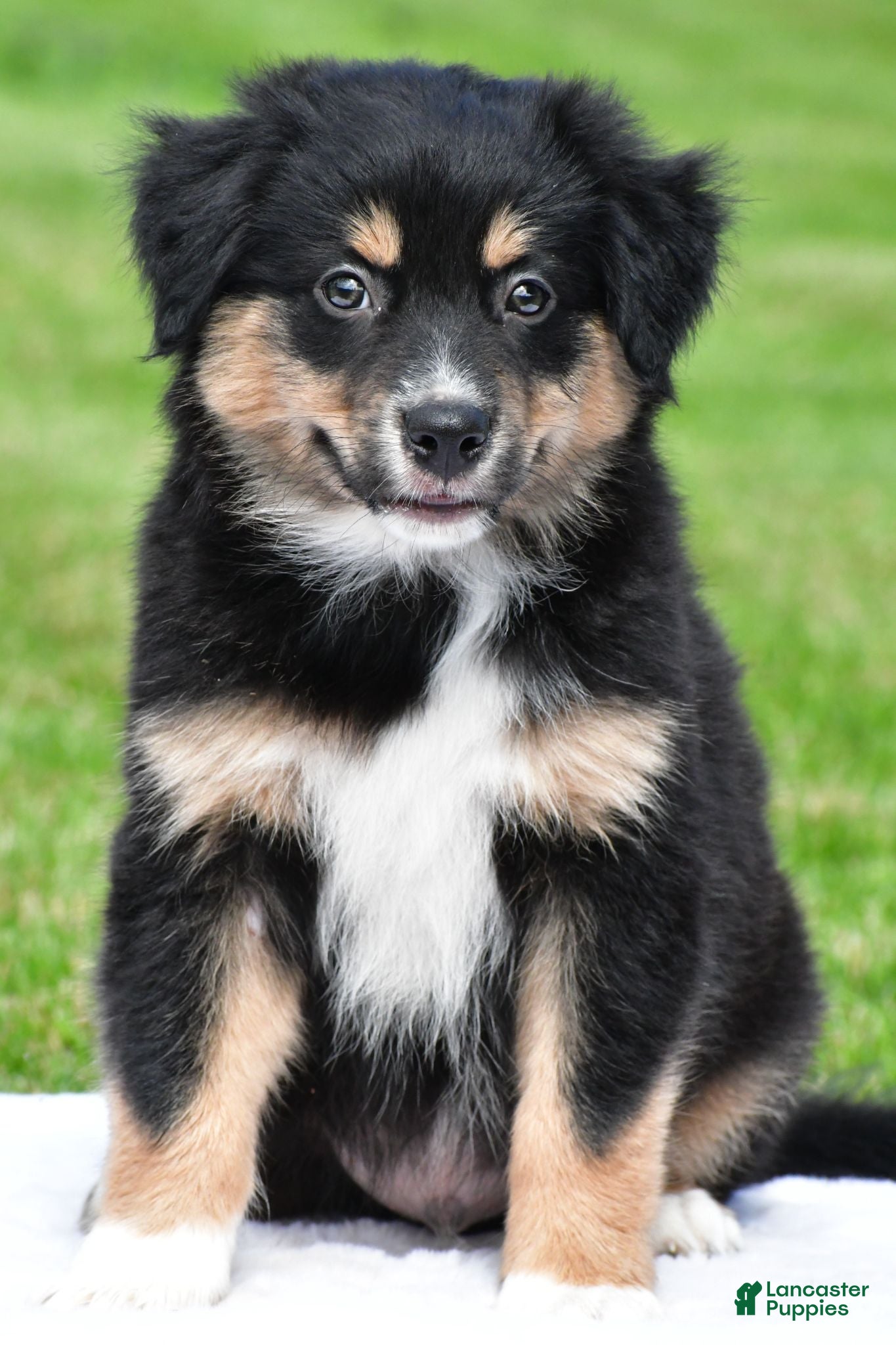 Australian Shepherd dogs Ethan - Ad 1