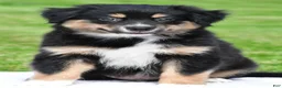 Australian Shepherd dogs for sale: Ethan - Ad 1