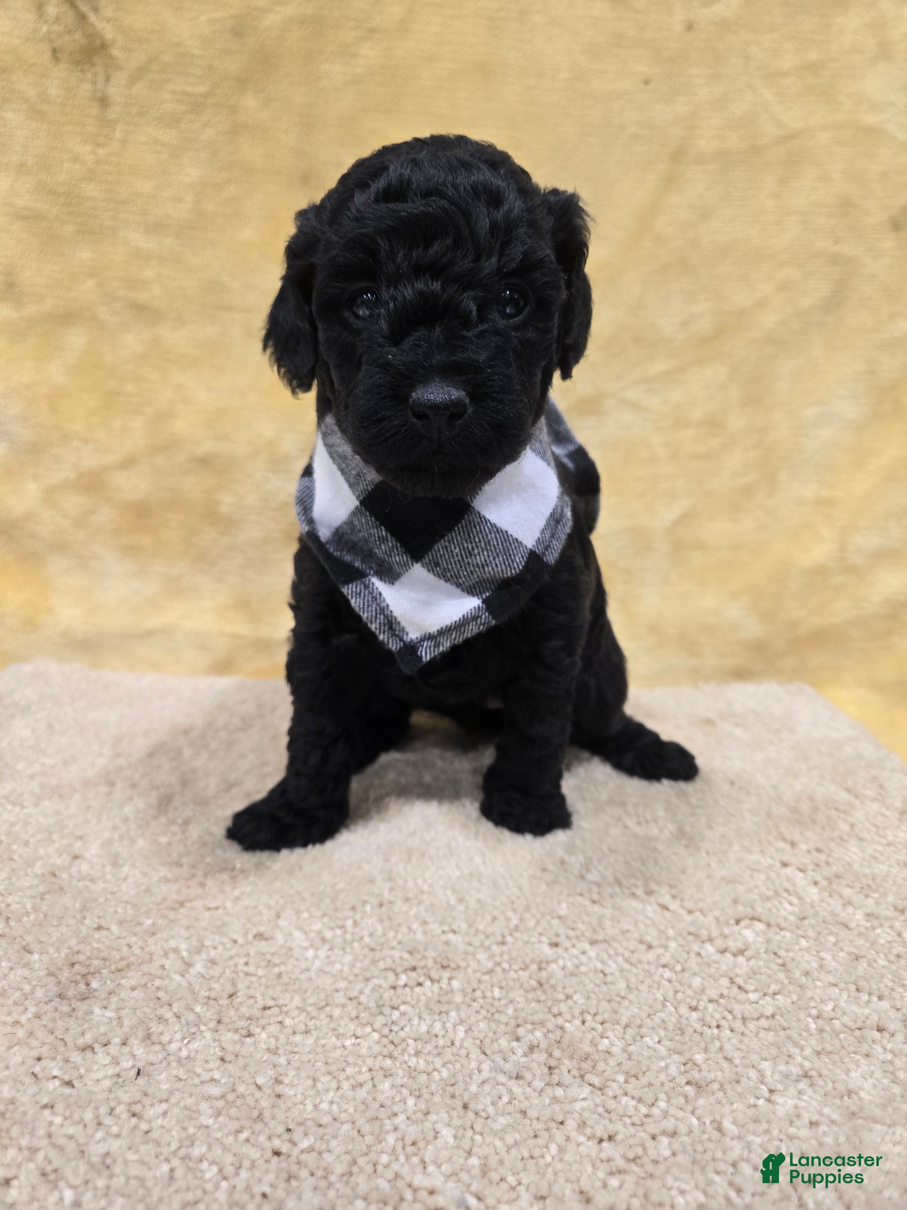 Mini Goldendoodle dogs Paisley  - Ad 10