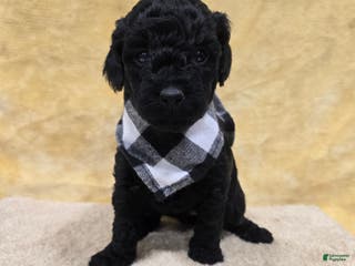 Mini Goldendoodle dogs Paisley - Ad 14