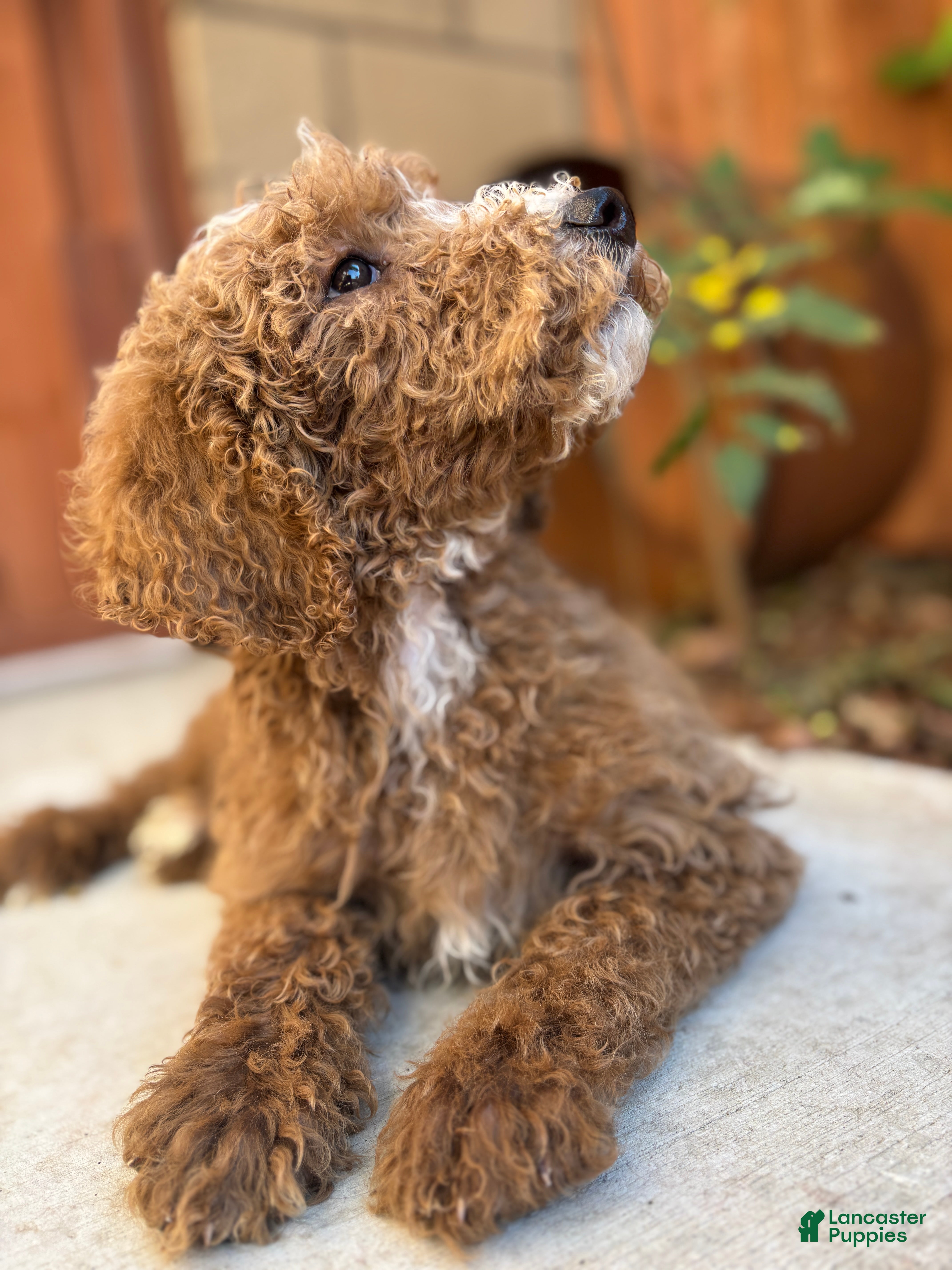 Standard Poodle dogs Atlas - Ad 12