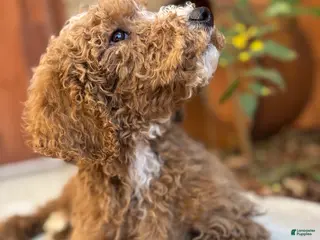 Standard Poodle dogs Atlas - Ad 12