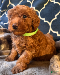 Mixed Breed dogs Hugo- AKC Genetically Tested Parents - Ad 10