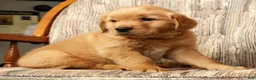Golden Retriever dogs for sale: Teddy - Ad 3