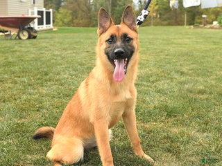 Mixed Breed dogs - Ad 4