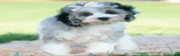 Cavapoo dogs for sale: Winnie - Ad 2