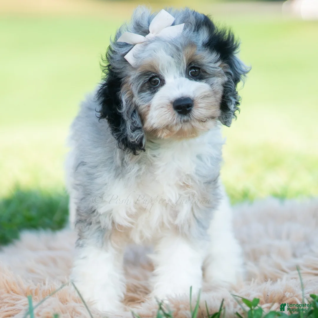 Cavapoo dogs for sale: Winnie - Ad 2