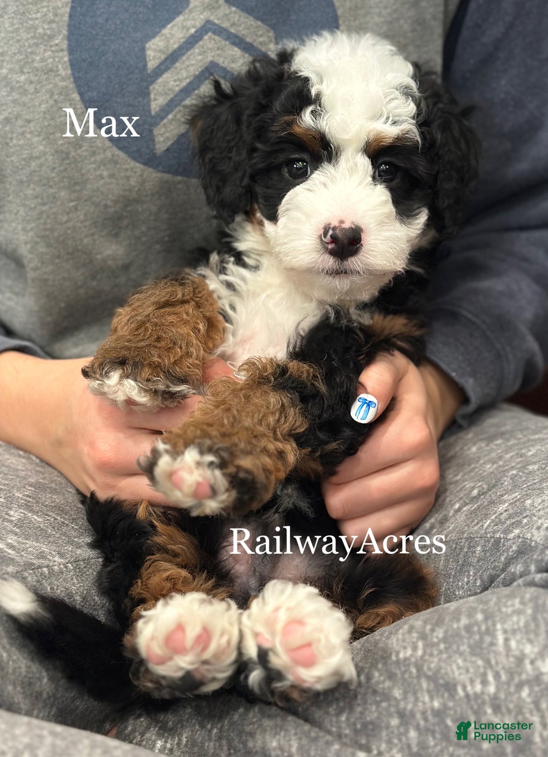 Mixed Breed dogs for sale: Max - Ad 1
