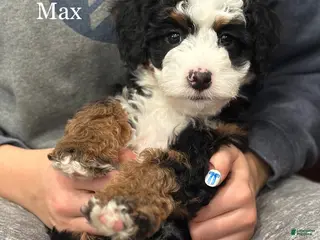 Mixed Breed dogs Max - Ad 27