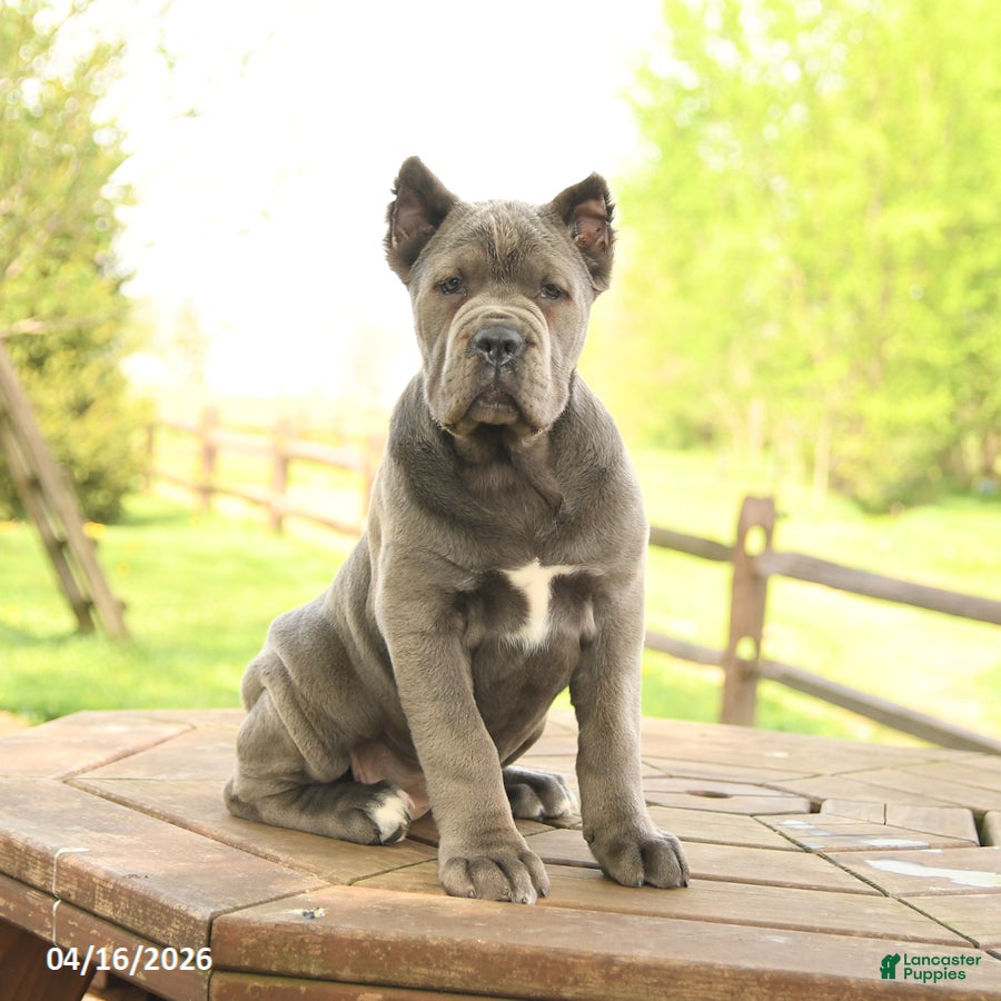 Cane Corso dogs Wren - Ad 1