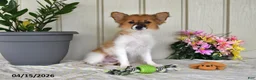 Papillon dogs for sale: Dusty - Ad 3